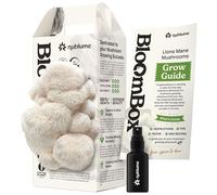 NuBlume Kit de culture de champignons crinière de lion bio | Cultivez vos propres champignons frais gastronomiques à la maison | Kits de culture de champignons d'intérieur comestibles Excellent cadeau