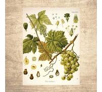 Nuboxx Illustration botanique de raisin - Illustrations vintage - Affiche d'art - Décoration botanique - Plaque en métal - 15,2 x 20,3 cm