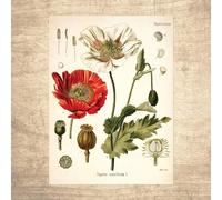 Nuboxx Opium Poppy Botanical Illustration Botanicals Vintage Illustrations Poster Art Décor Botanique Plaque en métal 15,2 x 20,3 cm