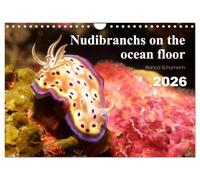 Nudibranchs on the ocean floor (Wall Calendar 2026 DIN A4 landscape), CALVENDO 12 Month Wall Calendar: There are many different nudibranchs in tropical seas.