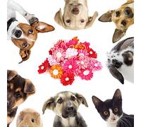 Nœuds Colorés pour Poils d'animaux avec Décor de Perles pour Toilettage de Petits Chiens et Chats - 30 Accessoires pour Chiots pour Yorkshire Terrier, Poméranie, Schnauzer Nain,
