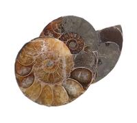 NUOBESTY 2 pièces Conch Specimen Ammonite Fossile Naturel Lune Décoration Feng Shui et Collection Scientifique Lot de Cadeau Éducatif pour Garçon Fille et Adultes