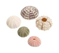 NUOBESTY 5 pièces Urchin Shell Ornament Set for Aquarium Décor Natural Sea Shells for Fish Tank and Home Display Couleur Aléatoire Couleur Aléatoire