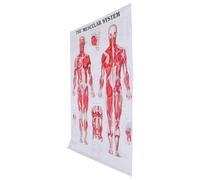 NUOBESTY Affiche Anatomique Système Musculaire 50X70 CM sans Cadre Tableau d'Anatomie Humaine en Toile Imprimée Poster Squelette Corporel Éducatif pour École et Laboratoire Scientifique