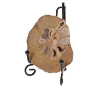 NUOBESTY Modèle d'Ammonite Fossile et Spécimen Minéral pour Décoration de Table, Support Inclus, pour Collectionneurs et Éducation Géologique