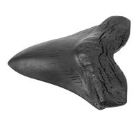 NUOBESTY Réplique Géante de Dents de Mégalodon en Résine Décoration Paléontologique Originale Ornement pour Intérieur Modèle Fossilisé Léger Kit de Fouille Éducatif Accessoire