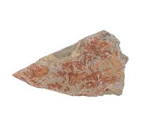 NUOBESTY Spécimen de Fougère Fossile en Pierre Naturelle pour Collection Botanique, Décoration Élégante et Éducative pour Musée D'histoire et Intérieur