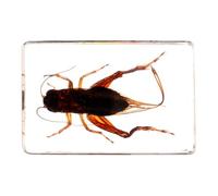 NUOBESTY Spécimen de Grillon en Résine Artisanale Petite Taille Décoration Éducative pour Collection et Bureau Ornement Léger et Solide pour Usage Scientifique et Pédagogique