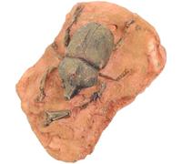 NUOBESTY Spécimen Paléontologique Décoratif D’insecte Fossilisé, Petit Format, Matériau Sûr, pour Collection, Enseignement Scientifique et Décoration Paysagère, pour Passionnés