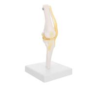 NUSITOU Modèle Anatomique de Genou Humain Ligaments, Pvc Naturel, Taille Réelle, Monté sur Socle Amovible, Modèle Éducatif pour Étude Médicale et Présentation Scientifique