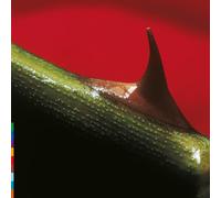 Nusrat Fateh Ali Khan & Michael Bro - Night Song [Import]