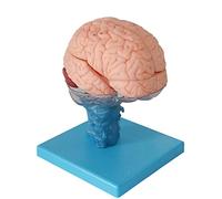 NVYAZJ Modèle de Cerveau Humain, Anatomie du Cerveau Humain Grandeur Nature détachable, modèle de Cerveau Humain en Plastique pour démonstration d'apprentissage en Classe de Sciences