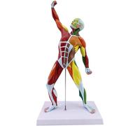 NZPOST Anatomie Musculaire Miniature, modèle médical, Anatomie Humaine, modèle Musculaire, modèle de Corps Humain, Ornements de Bureau, décoration (1)