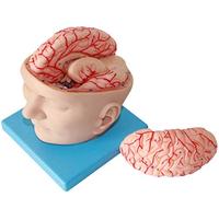 NZPOST Modèle Anatomique de crâne avec Cerveau - Modèle Anatomique de Cerveau détachable Modèle d'anatomie du Cerveau Humain avec Conception numérique - F