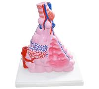 NZPOST Modèle d'anatomie d'organe Humain Modèle d'anatomie des alvéoles Modèle d'agrandissement alvéolaire Modèle respiratoire pour Aide à la Formation médicale