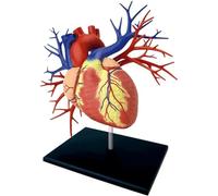 NZPOST Modèle d'anatomie d'organe Interne Humain Modèle de cœur pour la Classe de Sciences et la Recherche en cardiologie Modèle d'organe Humain (1:1 Grand
