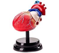 NZPOST Modèle d'anatomie d'organe Interne Humain Modèle de cœur pour la Classe de Sciences et la Recherche en cardiologie Modèle d'organe Humain (cœur)