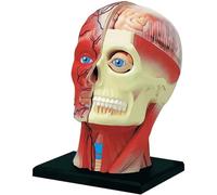 NZPOST Modèle d'anatomie du Cerveau Humain Modèle de Cerveau pédagogique pour laboratoires Hôpitaux universitaires médicaux Modèle d'organe Humain avec Sturd