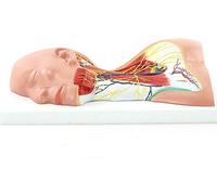 NZPOST Modèle d'anatomie du Cou Humain médical Crâne Visage Sang s Peau Beauté Beauté