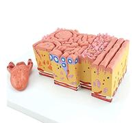 NZPOST Modèle d'anatomie du langage Glande Digestive orale Modèle d'organe digestif Humain Outils pédagogiques pour l'enseignement médical