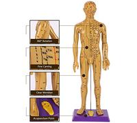 NZPOST Modèle d'anatomie du Sein Humain Modèle Anatomique de Coupe transversale d'organe du Corps Humain Modèle Anatomique de la Structure du Sein pour démonstration