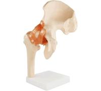 NZPOST Modèle d'anatomie du Squelette, modèle de Hanche à Ligament Humain réglable, Meilleure Aide pédagogique, modèle d'anatomie du Torse Humain
