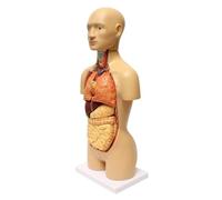 NZPOST Modèle d'anatomie du Torse Humain, Organes Humains et Organes internes assemblés, Hauteur de 17 Pouces, 16 Organes détachables, 76 nombres