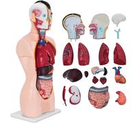 NZPOST Modèle d'anatomie du Torse Masculin de 85 cm, modèle d'anatomie Humaine en 19 Parties, Structure Anatomique de la tête, du Cou et