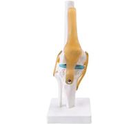 NZPOST Modèle d'anatomie Fonctionnelle et Flexible du Genou, modèle d'enseignement coloré Fait à la Main (1)