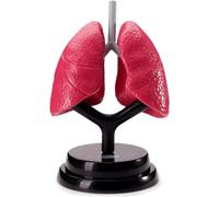NZPOST Modèle d'anatomie pulmonaire réaliste Modèle de Corps Humain détachable pour l'enseignement et l'étude des étudiants en Classe Modèle d'anatomie du Torse Humain