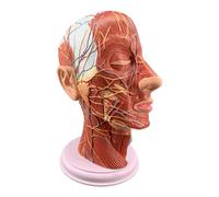 NZPOST Modèle d'anatomie Superficielle de la tête Humaine Modèle de démonstration neurovasculaire et Musculaire de la tête Modèle d'organe pour l'étude et l'apprentissage