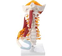 NZPOST Modèle de Colonne cervicale Humaine avec Muscle et Tronc cérébral, modèle d'anatomie coloré, modèle d'organe Humain pour la Recherche médicale