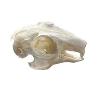 NZPOST Modèle de Corps Humain, modèle de Squelette Humain, spécimen de crâne réel, Fournitures de taxidermie, Art pour l'enseignement vétérinaire, Bar, décoration intérieure