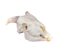 NZPOST Modèle de Corps Humain, modèle de Squelette Humain, spécimen de crâne réel, Fournitures de taxidermie, Art pour l'enseignement vétérinaire, Bar, décoration intérieure