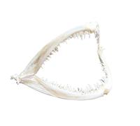 NZPOST Modèle de crâne de Poisson B1 - Modèle de spécimen Biologique de Squelette de Poisson éducatif - pour l'enseignement Biologique Scolaire T