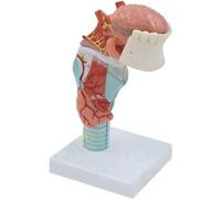NZPOST Modèle de Gorge Humaine avec Langue et Gorge Modèle médical pour l'enseignement et l'apprentissage Modèle d'anatomie de la thyroïde Modèle d'organe Humain