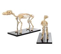 NZPOST Modèle de Squelette de Chien, modèle de Squelette canin B1, modèle d'enseignement de l'anatomie Canine, modèle Anatomique de Squelette de Chien pour la biologie Humaine