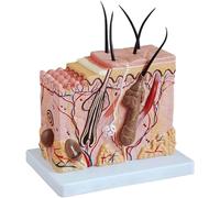 NZPOST Modèle d'enseignement de follicule pileux agrandi 70X Modèle d'anatomie de la Peau Humaine Modèle médical de Peau colorée pour l'apprentissage du Corps Humain