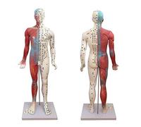 NZPOST Modèle d'organe Interne Humain en PVC avec Logo numérique, modèle d'anatomie rénale à Triple grossissement pour la Communication médecin-Patient