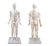 NZPOST Modèle d'organe Interne Humain en PVC avec Logo numérique, modèle d'anatomie rénale à Triple grossissement pour la Communication médecin-Patient
