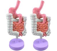 NZPOST Modèle pathologique du Gros intestin Modèle d'enseignement d'anatomie pathologique Modèle d'organe Humain pour l'enseignement Étude Classe Étude