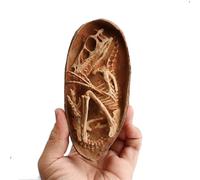 NZPOST Velociraptor Dinosaur Eggs Fossiles Crâne s Résine Résine Réaliste Artisanat Dinosaure Crâne Fossile Enseignement Squelette Modèle Maison AQU