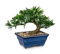 Oairse Bonsaï artificiel de genévrier, petites plantes artificielles d'intérieur avec pots en céramique bleu pour maison, table, bureau, salle de bain, chambre à coucher, salon, décoration de ferme