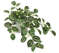 Oairse Plantes artificielles à Suspendre dans des Pots en céramique - Plantes artificielles réalistes - Plantes artificielles en Pot pour intérieur et extérieur - pour Maison