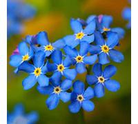Oce180anYLVUK Graines De Myosotis Sylvatica, Fleurs, Graines D'herbe, 50 Pcs/Sac Graines De Myosotis Sylvatica à Haute Germination Planter