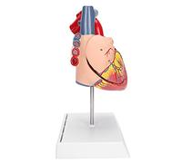 OEBUAFI 2 Modèles D'orgue Cardiaque Grandeur Nature en PVC, Simulation D'enseignement Humain pour L'éducation de L'anatomie, 17x13x28cm