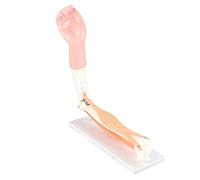 OEBUAFI Modèle Anatomique de Bras avec Mouvement de L’Articulation du | Résine Plastique Renforcée de Fibres de Verre, Mouvement Réaliste des Articulations, Anatomie du Membre Supérieur pour