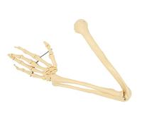 OEBUAFI Modèle Anatomique D'os du Bras pour Aide Pédagogique, Structure Osseuse des Membres Supérieurs de Haute qualité, 26,8 Pouces, Affichage du Modèle, Explication Médecin-patient