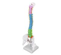 OEBUAFI Modèle de Colonne Vertébrale en PVC 45 Cm, Simulation de la Moelle épinière avec Ensemble D'os de Cuisse pour L'apprentissage de L'éducation Médicale