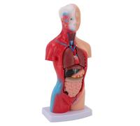 OEBUAFI Modèle de Corps Humain Anatomie 28cm 15 Pièces Organes Détachables, Outil d'apprentissage Interactif avec Conception Médicale Réaliste pour Étude des Étudiants